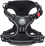 Picture of a dog harness