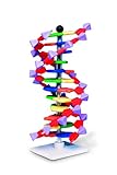 Bild von Molymod AMDNA060-12 DNA Modell